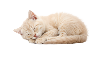 Cute kitten sleeping peacefully adorable cat nap domestic feline pet animal rest relaxation dream sweet 100char isolated on transparent white background