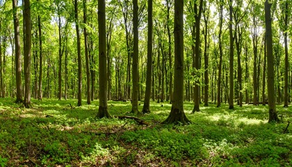 Obraz premium Lush Green Forest Panorama