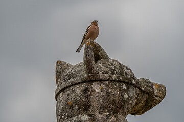 male Chaffinch fringilla coelabs perched on a stone dog statue with sky in the background