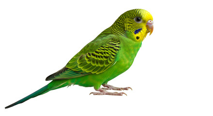 Green parakeet pet bird perched isolated on black background avian animal budgie species cute feathered friend isolated on transparent white background