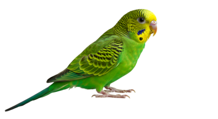 Green parakeet pet bird perched isolated on black background avian animal budgie species cute feathered friend isolated on transparent white background