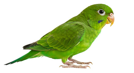 Explore the vibrant beauty of a green parrotlet bird perched against a dark background image for nature lovers isolated on transparent white background
