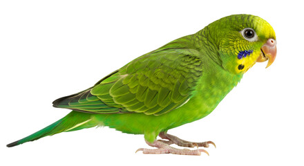 Green parakeet pet bird isolated on background avian animal parrot tropical wildlife exotic feathers isolated on transparent white background