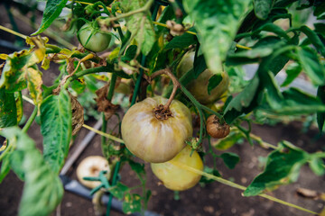 Green tomato bush in the garden. Unripe fruits rot and darken from phytophthora. Plant care.