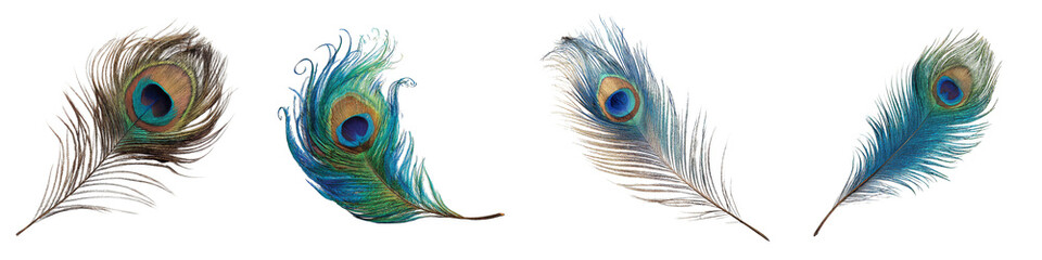 Obraz premium vibrant peacock feathers with intricate patterns in multiple colors on transparent background