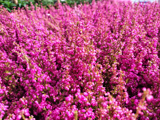 Heather, a colorful late autumn flower.
