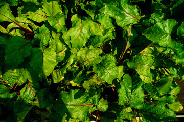 Green beetroot leaves with red stems. Beetroot in the garden. Young beets in spring. Natural, vibrant background and texture.