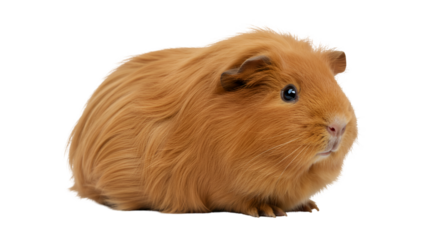 Guinea pig pet rodent cute animal brown adorable cavy domestic mammal small furry house pet portrait shot isolated on transparent white background