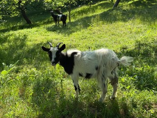 Obraz premium Goats on the green meadow