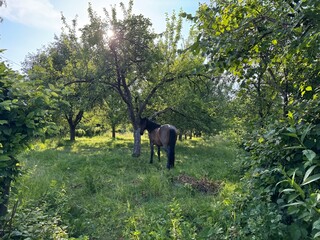 Fototapeta premium Horse in the green garden