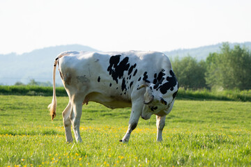 Horned black-and-white cow on pasture