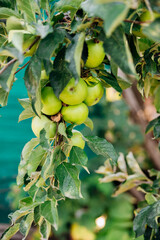 Green apples on a tree in the garden hanging from a tree branch. An orchard.