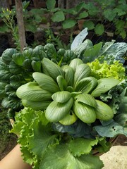 vegetables in the garden