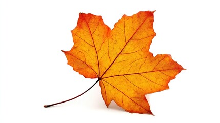 Fototapeta premium A vibrant autumn maple leaf, isolated on a white background