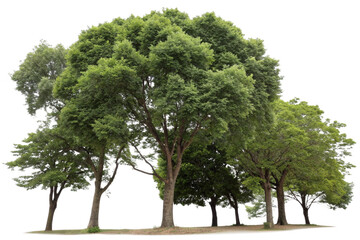 Cutout tree line. Forest and green foliage in summer. Row of trees and shrubs isolated on transparent background. Forest scape. High quality clipping mask
