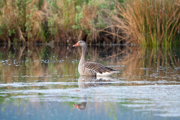 Greylag goose with reflection on calm pond near reeds