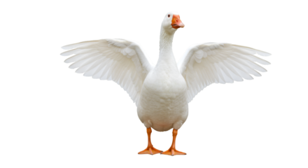 White goose flapping wings stock photo for bird watching and nature photography enthusiasts and animal lovers isolated on transparent white background