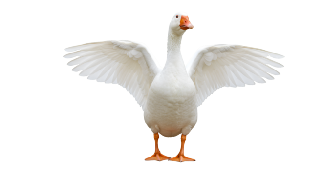 White goose flapping wings stock photo for bird watching and nature photography enthusiasts and animal lovers isolated on transparent white background