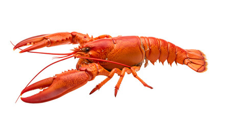 Isolated cooked lobster seafood delicacy delicious gourmet crustacean red orange food on black background isolated on transparent white background