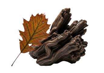 Decaying oak leaf with intricate veins delicately adhered to wet, gnarled driftwood, on a transparent studio background, macro close-up. Concept of natural decay and intricate details