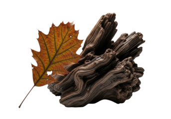 Decaying oak leaf with intricate veins delicately adhered to wet, gnarled driftwood, on a transparent studio background, macro close-up. Concept of natural decay and intricate details
