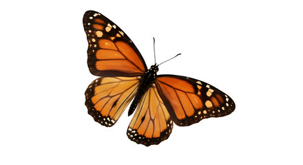 Fototapeta premium Monarch butterfly wings orange black isolated insect flying nature wildlife fauna lepidoptera macro detail 100 isolated on transparent white background