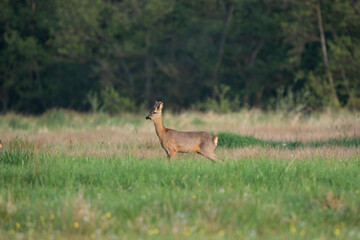 Roe deer buck in profile standing in green meadow