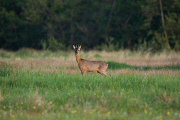Roe deer buck standing alert in green meadow