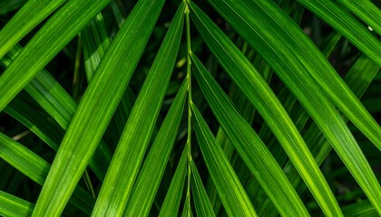 Lush palm leaves close-up