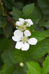 Blackberry flowers blooming in the garden, Beautiful in spring bloom garden. Blackberry bush with white flowers, Blossoming blackberry bush and bee, sunny spring day, Chakwal, Punjab, Pakistan