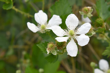 Blackberry flowers blooming in the garden, Beautiful in spring bloom garden. Blackberry bush with white flowers, Blossoming blackberry bush and bee, sunny spring day, Chakwal, Punjab, Pakistan
