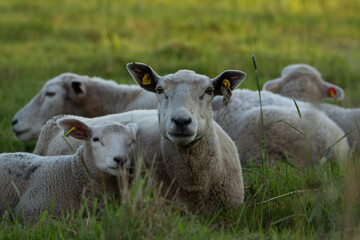 Fototapeta premium Ewe with lamb resting in green meadow