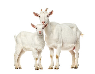 Obraz premium goat on white background