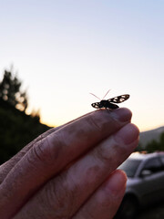 A small colorful butterfly landed on the man's hand