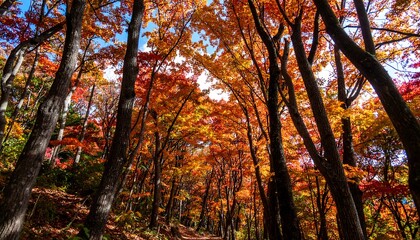 Fototapeta premium A vibrant autumnal forest, showcasing a dense canopy of trees ablaze in fiery oranges and reds, bathed in natural sunlight.