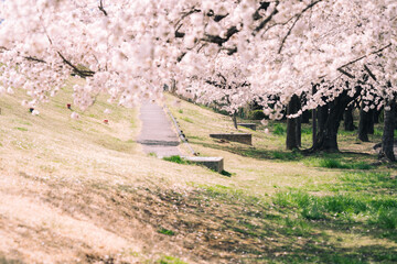 Cherry blossom in Japan