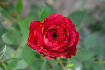 Beautiful red rose flower closeup in garden, A very beautiful red rose flower bloomed on the rose tree, Rose flower closeup, bloom flowers, Natural spring flower, Natural floral background,