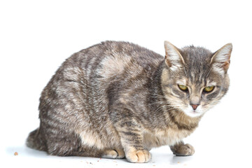 Obraz premium Grey color tabby cat eating tasty pet food on white background. Feeding time. The model is slim with nice clean fur.