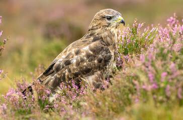Buzzard, Scientific name: Buteo buteo.  Common buzzard in blooming, purple heather on managed grouse moorland in Nidderdale, North Yorkshire. UK.  Horizontal, Copy space
