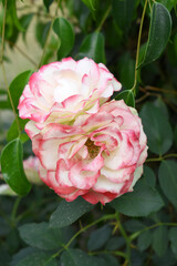 Beautiful red white rose flower closeup in garden, A very beautiful red white rose flower bloomed on the rose tree, Rose flower closeup, bloom flowers, Natural spring flower floral background