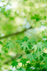 fresh green in Nagano