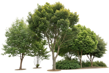 Transparent PNG available
Cutout tree line. Forest and green foliage in summer. Row of trees and shrubs isolated on transparent background. Forest scape. High quality clipping mask