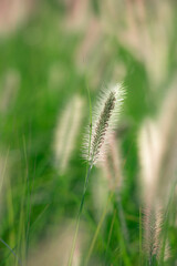 Close-up of hairy dogtail grass