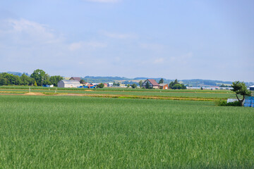 Rural Farm Landscape with a Green Field, Hokkaido, Japan