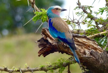 Beautiful forked roller exotic colorful bird perched on a tree stump of a acacia tree in the Kenyan savannah of the Masai Mara