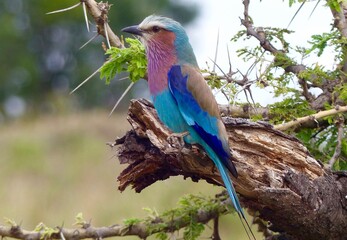 Beautiful forked roller exotic colorful bird perched on a tree stump of a acacia tree in the Kenyan savannah of the Masai Mara