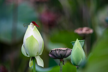 Lotus flowers of various expressions are blooming in the lotus pond