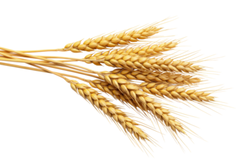 Pristine golden wheat stalks with ripe grains and rich golden hues, minimalist photorealistic studio shot on transparent background, concept of agricultural bounty