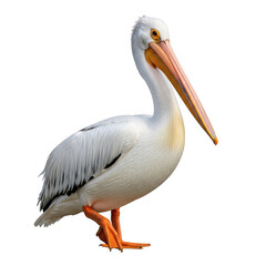 Obraz premium White pelican standing proudly isolated on transparent background