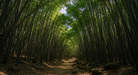 A sun-dappled path winds through a dense, towering bamboo forest with lush green foliage overhead.